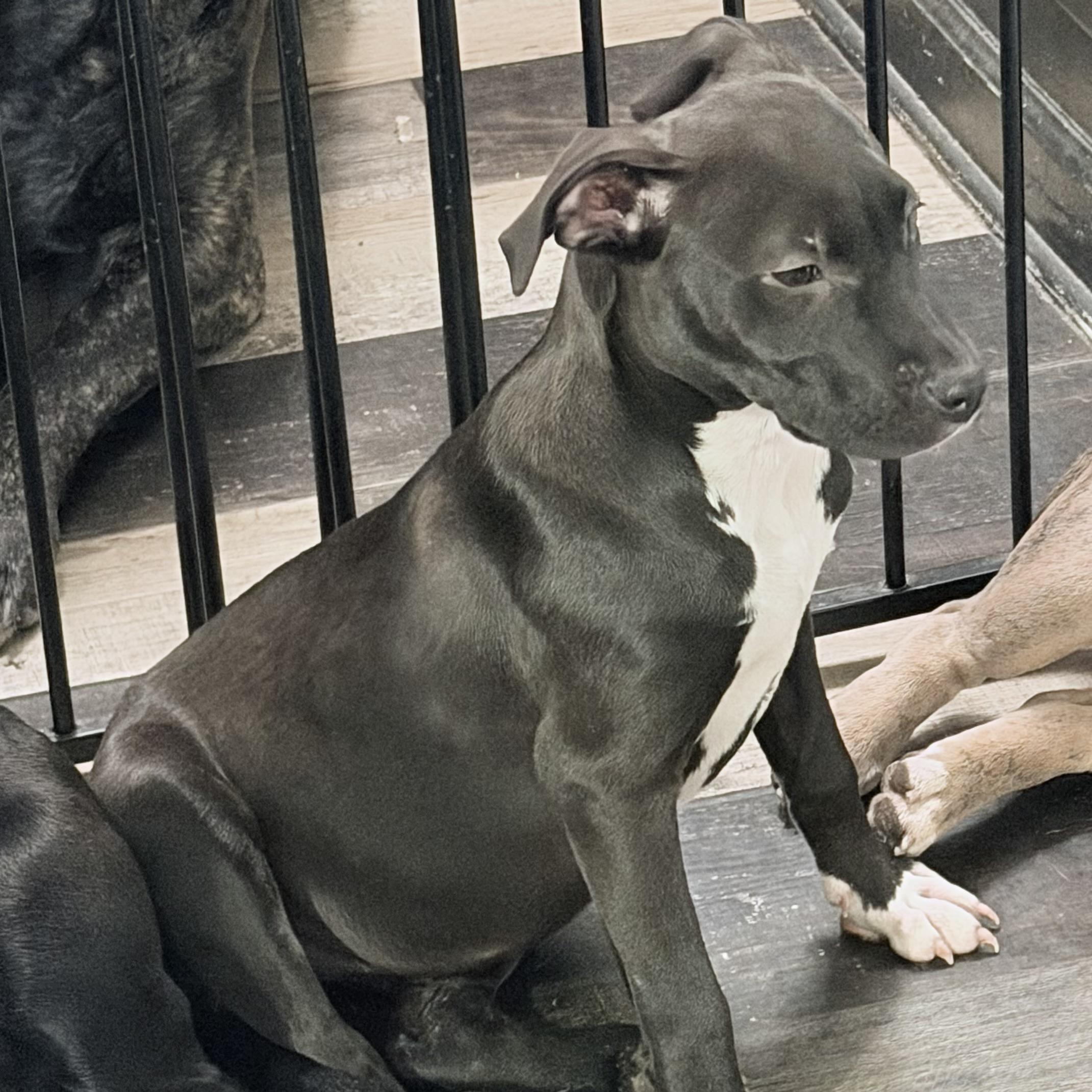 Enlarge Trixie, an adopted mixed breed in Wilmington, IL image 3/5