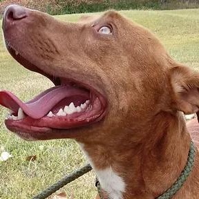 Enlarge Joey, a Adoptable mixed breed in Valley Falls, KS image 2/2