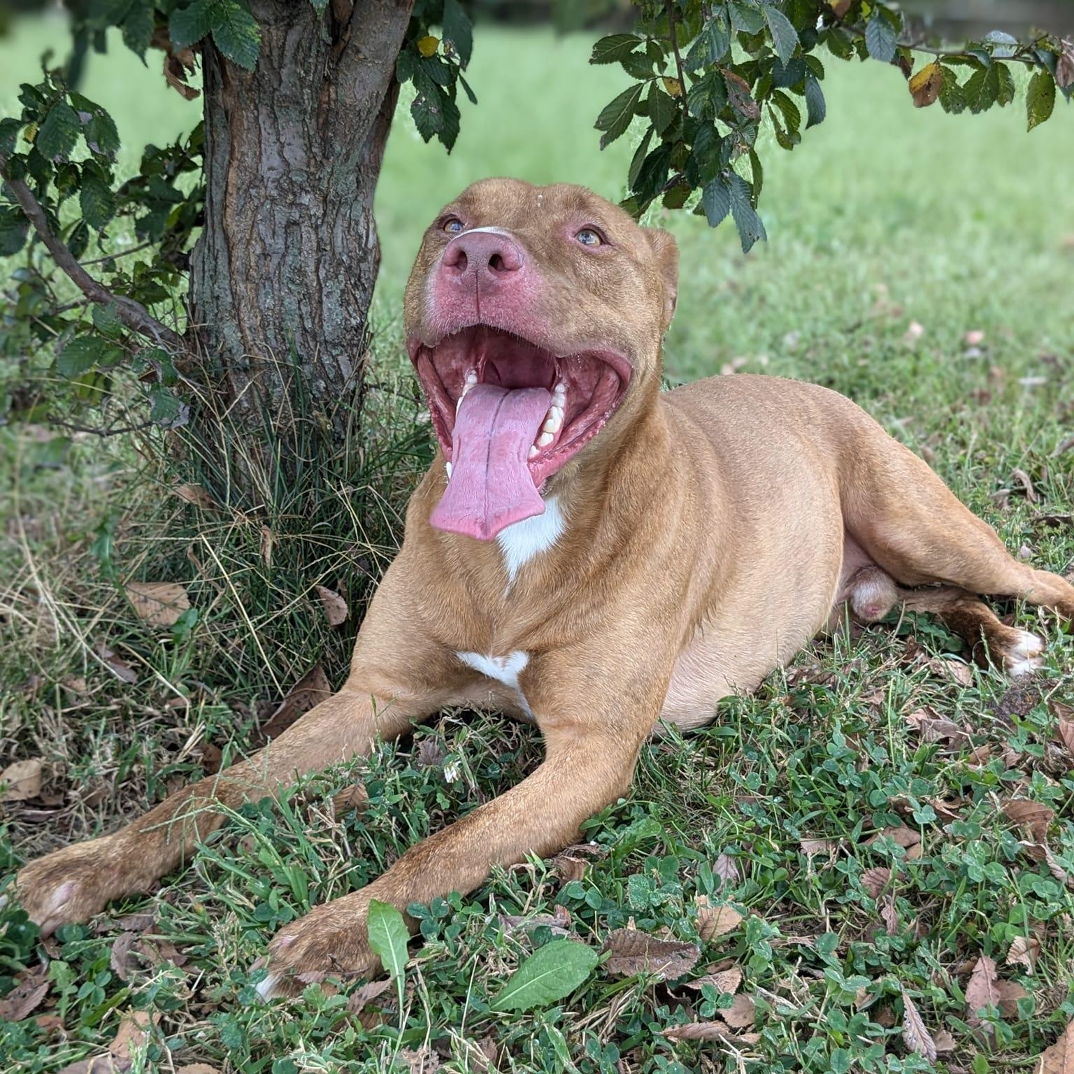 Joey, Adoptable, Young Male Pit Bull Terrier.
