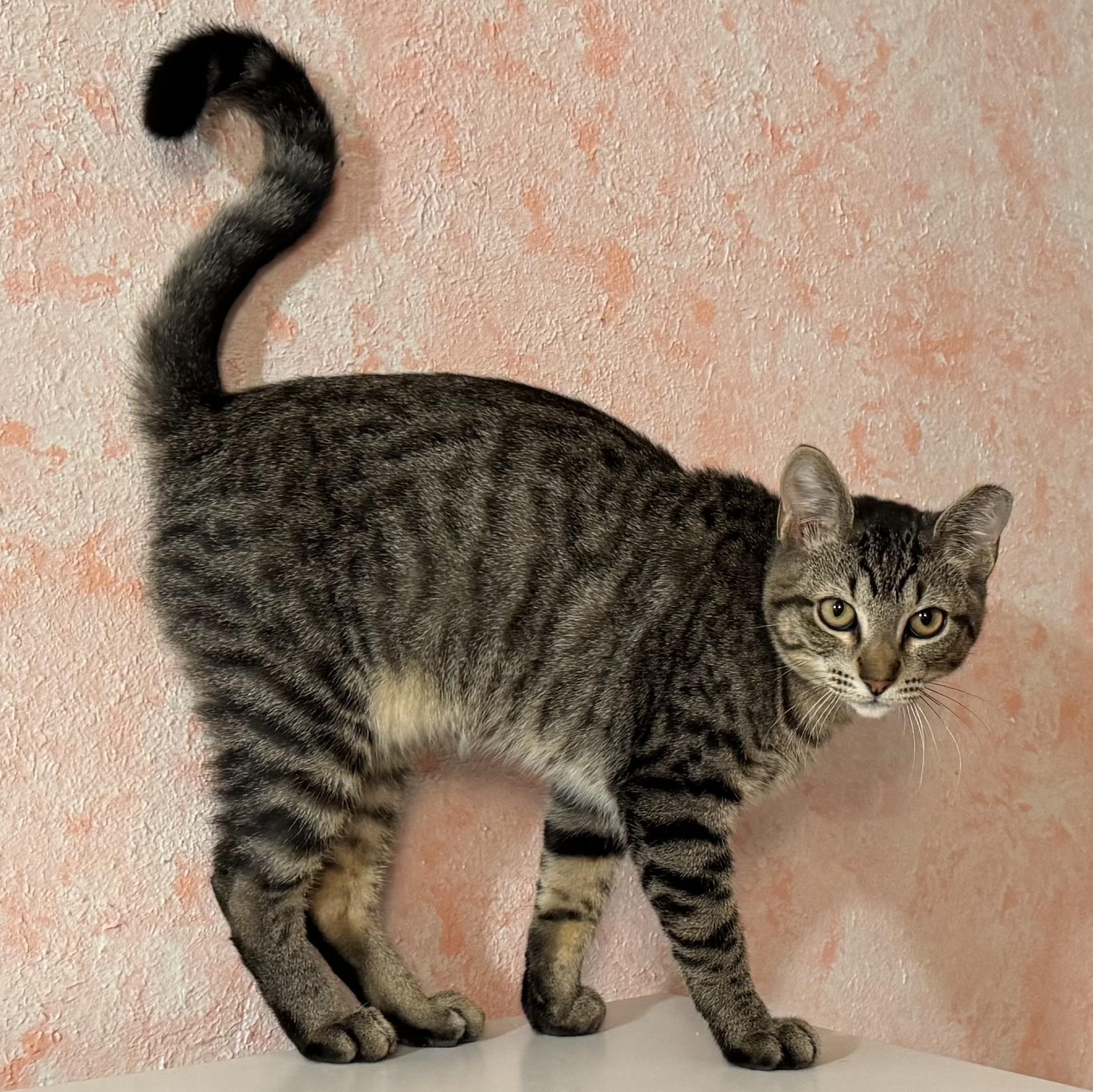 Maximus, a Adoptable mixed breed in Newport, OR image 3/3