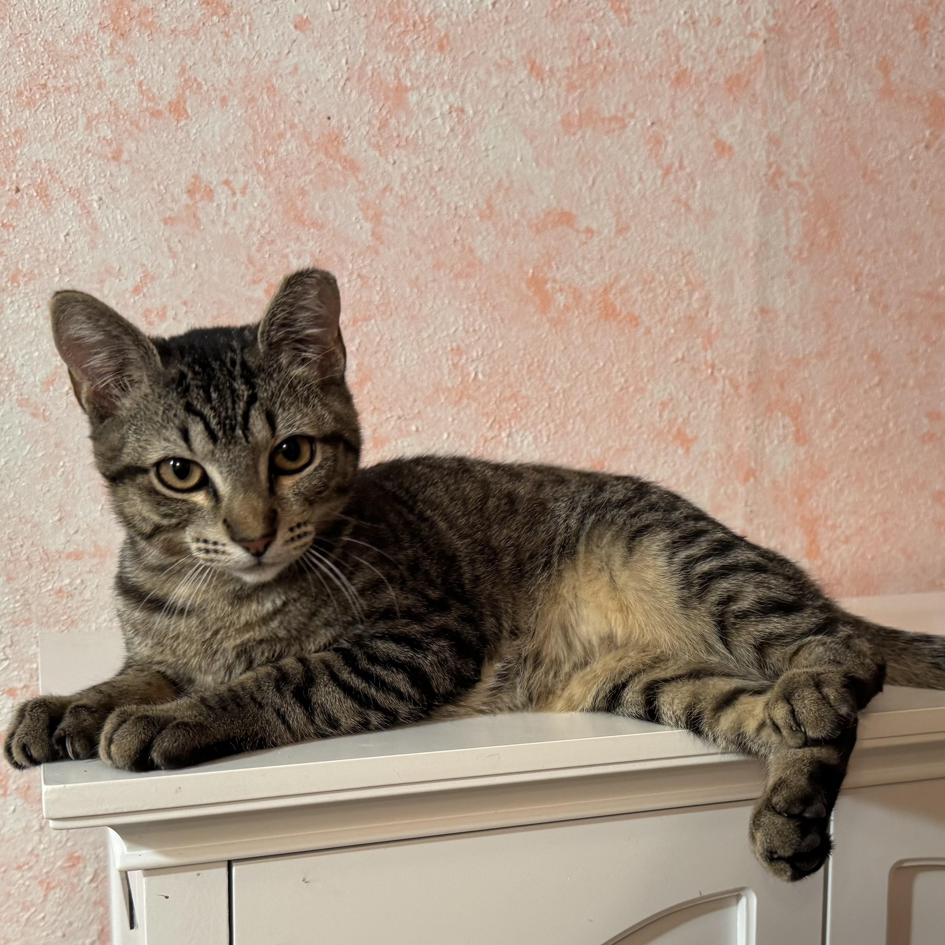 Maximus, a Adoptable mixed breed in Newport, OR image 1/3