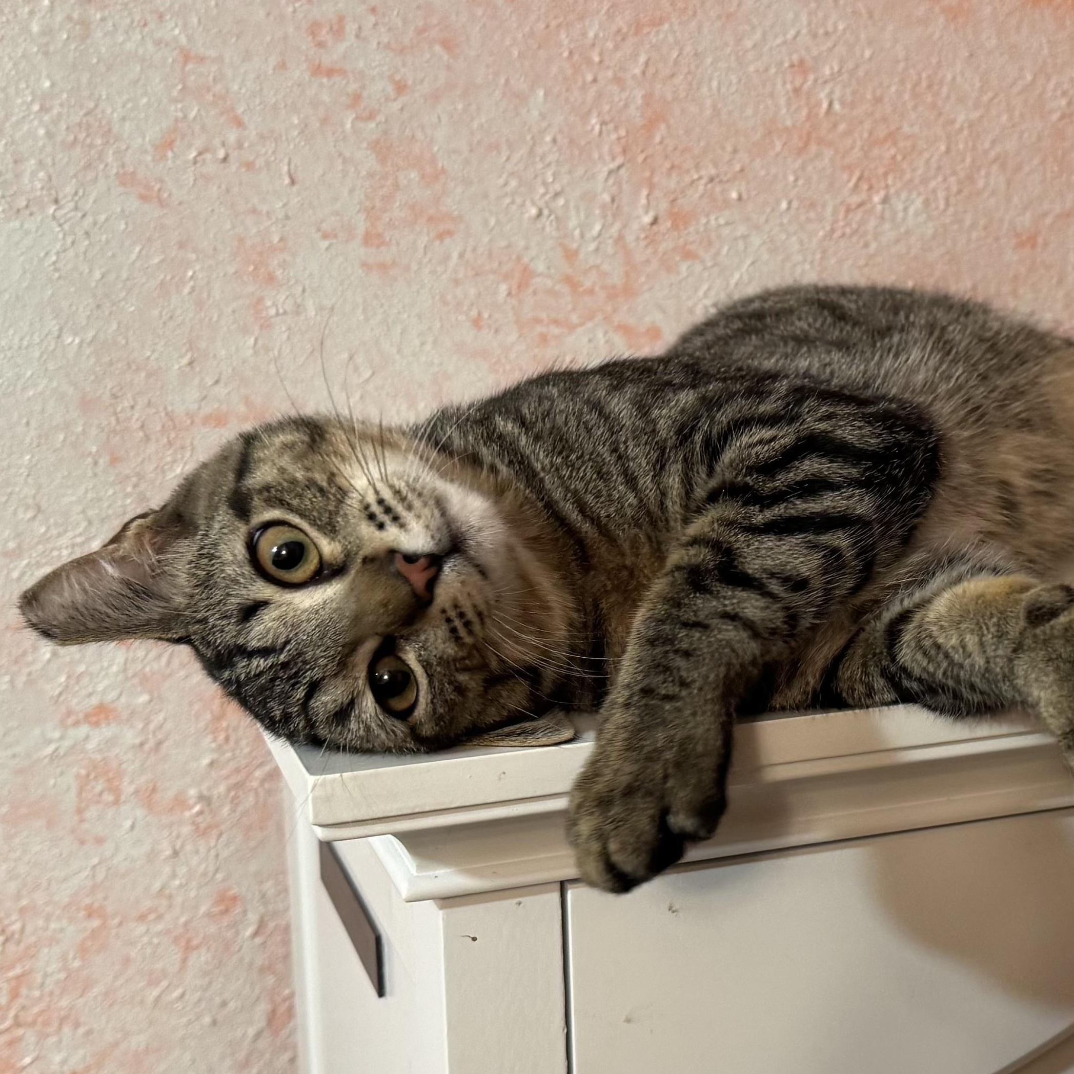 Maximus, a Adoptable mixed breed in Newport, OR image 2/3