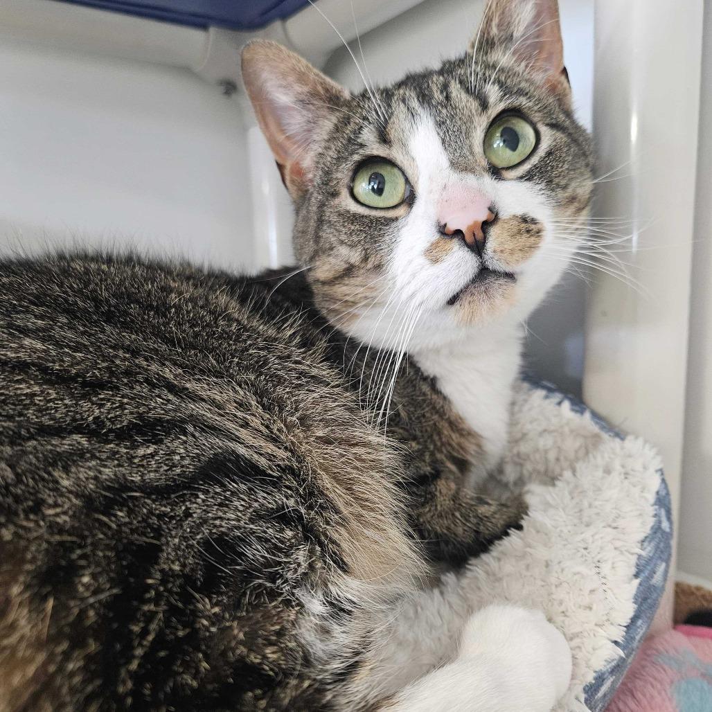 Enlarge Lilith, a Adoptable Domestic Short Hair in Dover, NH image 1/6