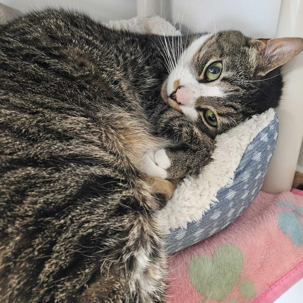 Enlarge Lilith, a Adoptable Domestic Short Hair in Dover, NH image 2/6