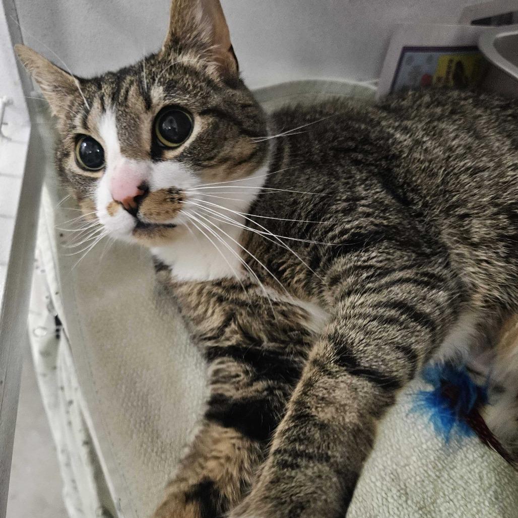 Enlarge Lilith, a Adoptable Domestic Short Hair in Dover, NH image 3/6