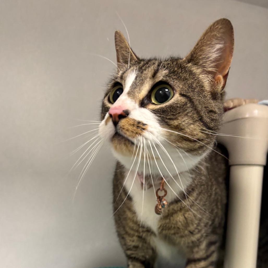 Enlarge Lilith, a Adoptable Domestic Short Hair in Dover, NH image 4/6