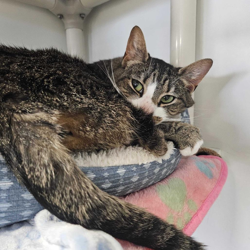 Enlarge Lilith, a Adoptable Domestic Short Hair in Dover, NH image 5/6