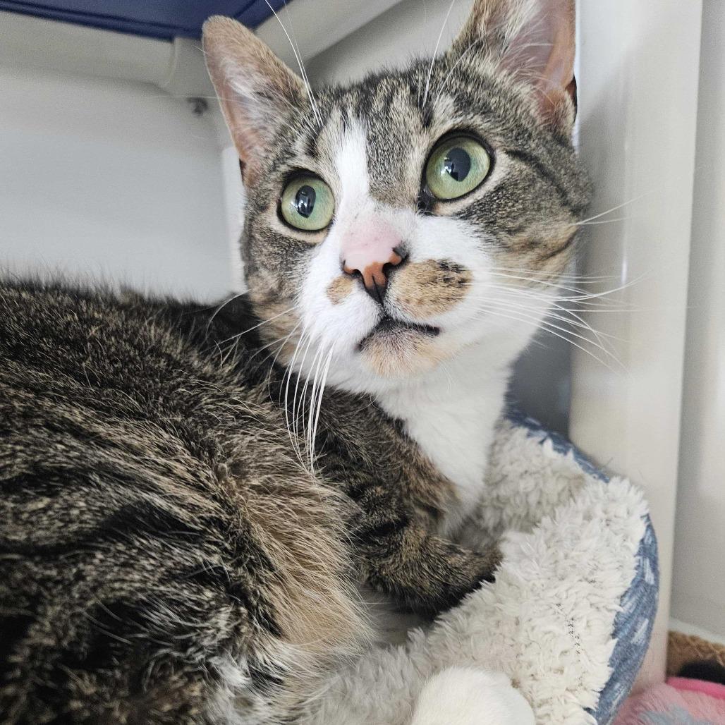 Enlarge Lilith, a Adoptable Domestic Short Hair in Dover, NH image 6/6