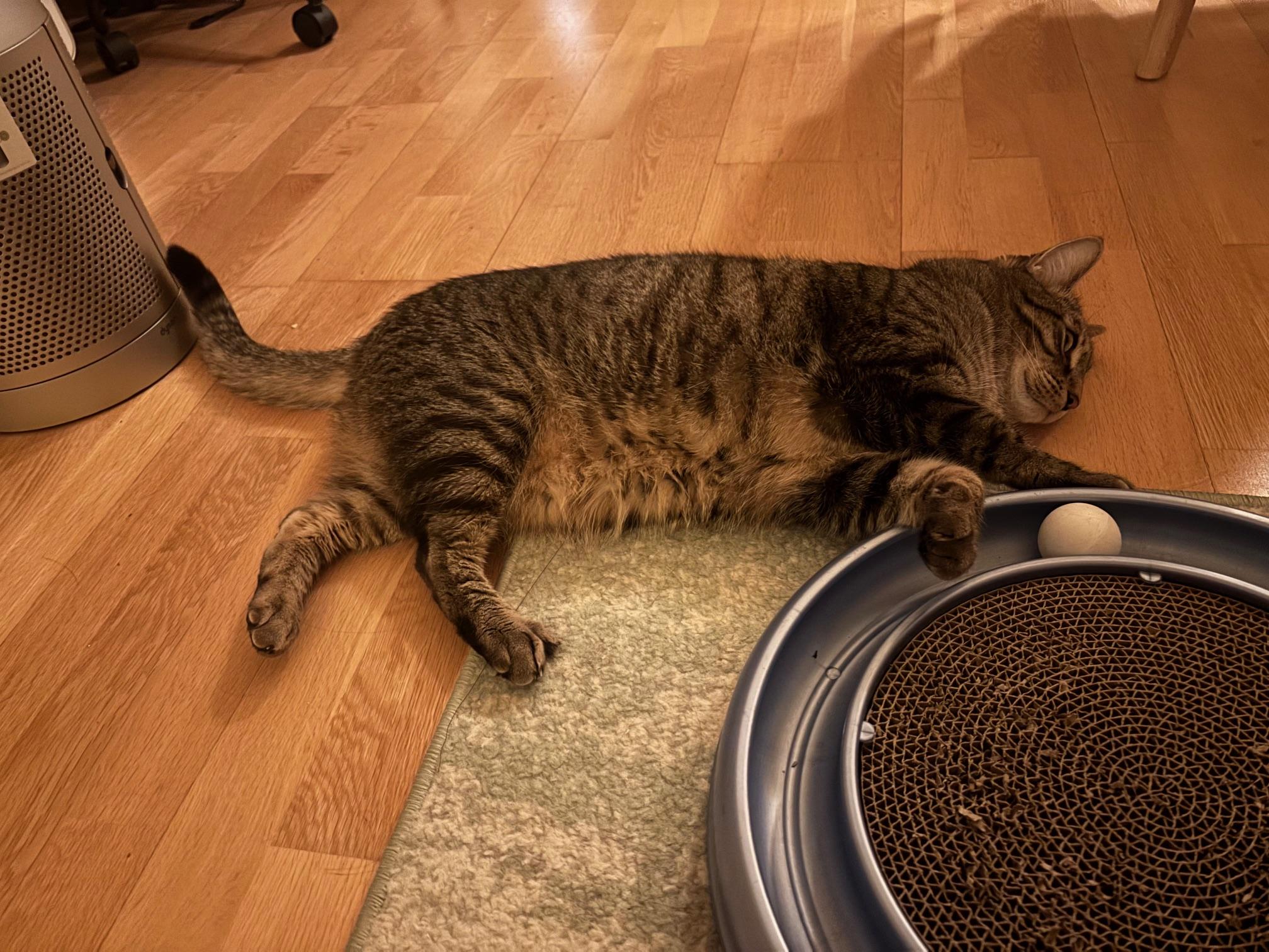 Tombo, a Adoptable mixed breed in San Francisco, CA image 1/6