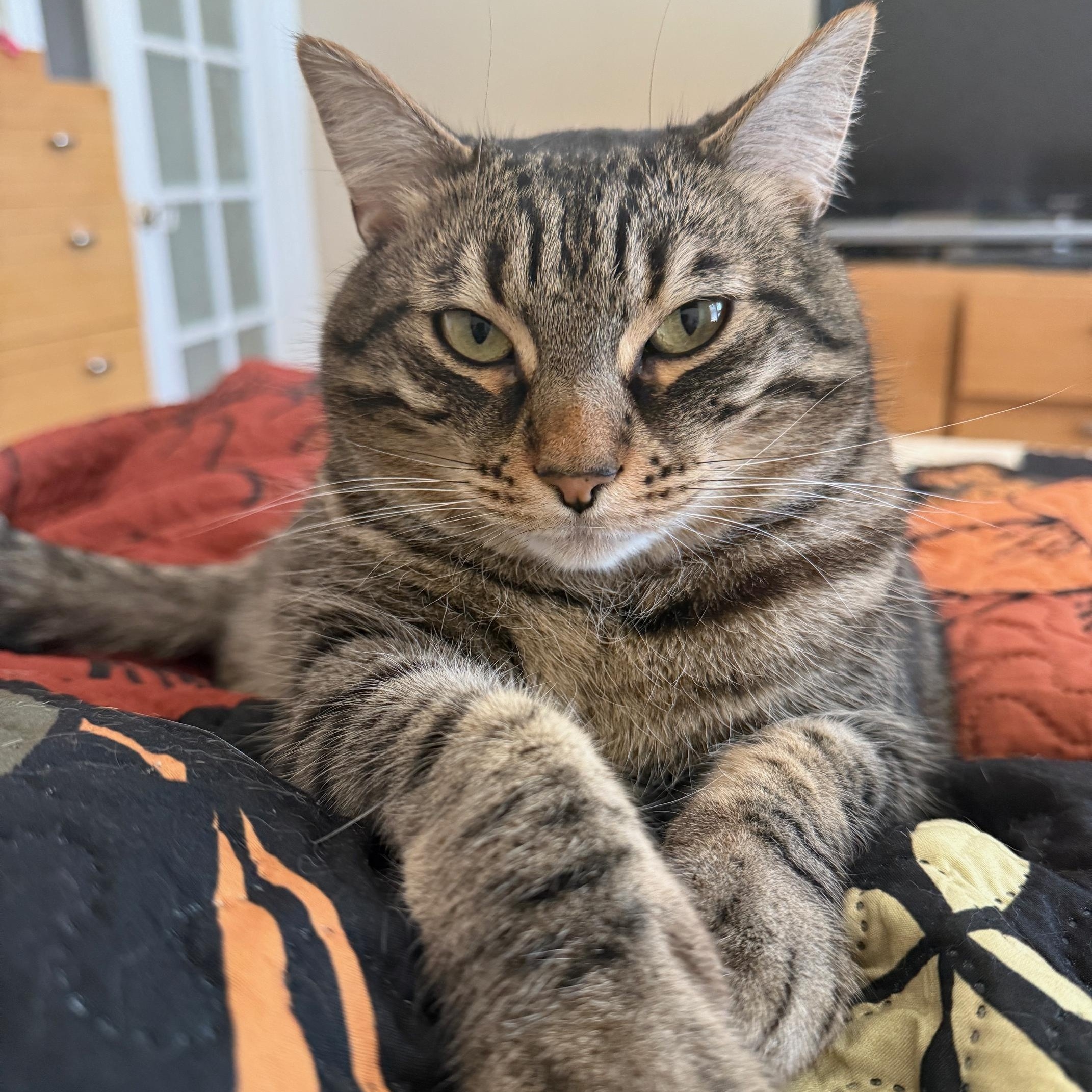 Tombo (adopted), adopted, Adult Male Domestic Short Hair & Tabby.