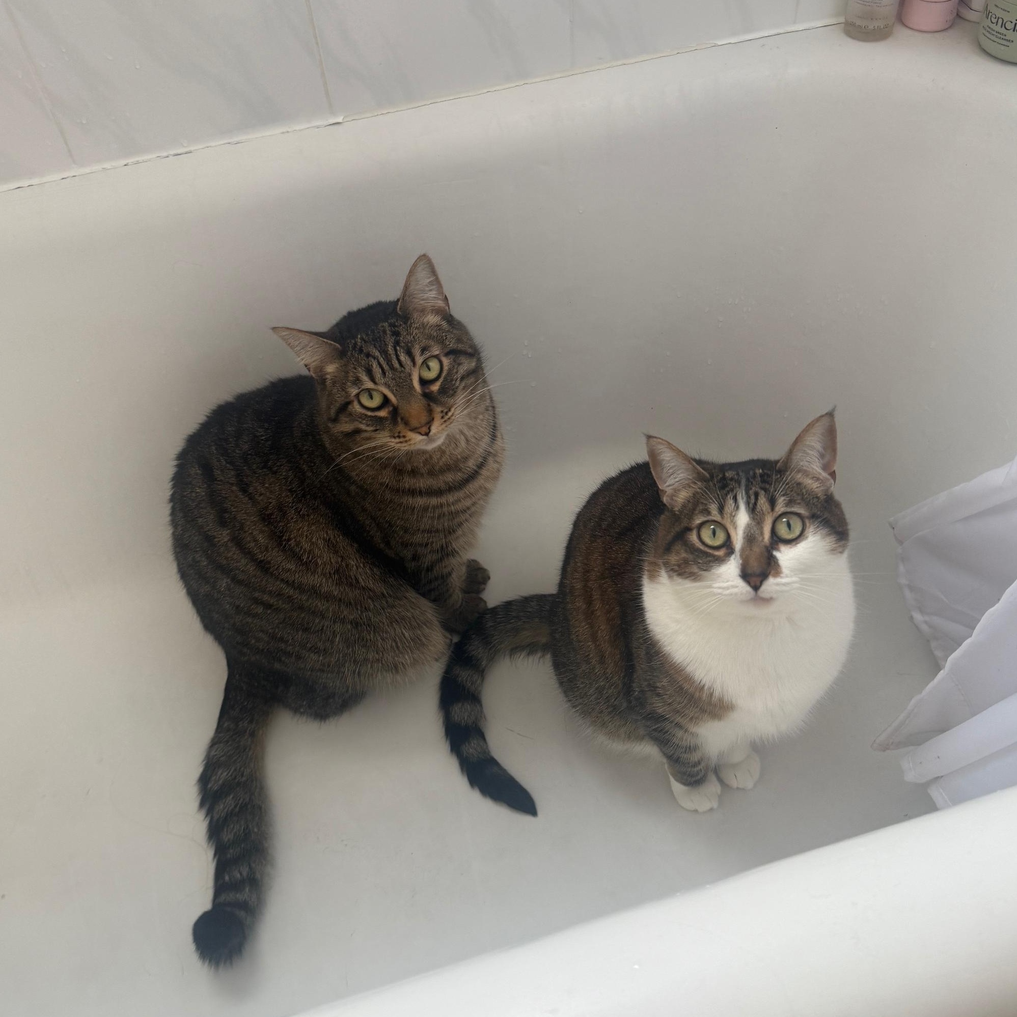 Tombo, Adoptable, Adult Male Domestic Short Hair & Tabby.