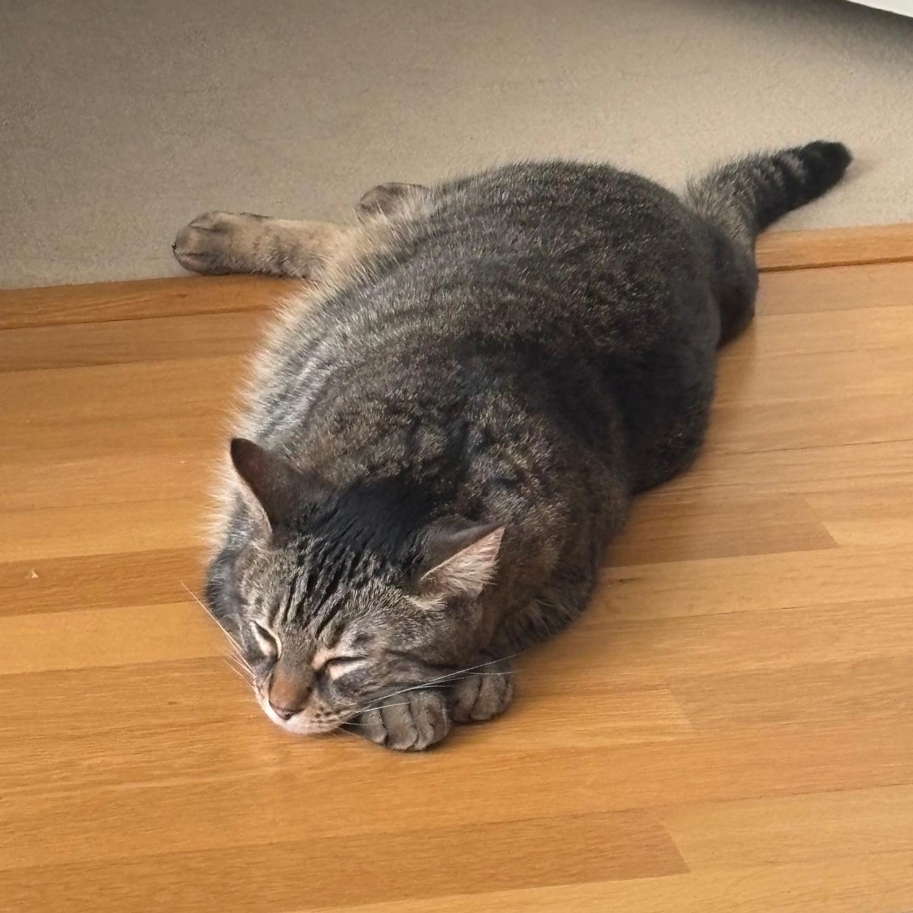 Tombo, a Adoptable mixed breed in San Francisco, CA image 3/6