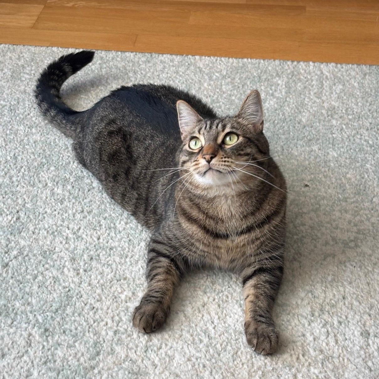 Tombo, a Adoptable mixed breed in San Francisco, CA image 4/6