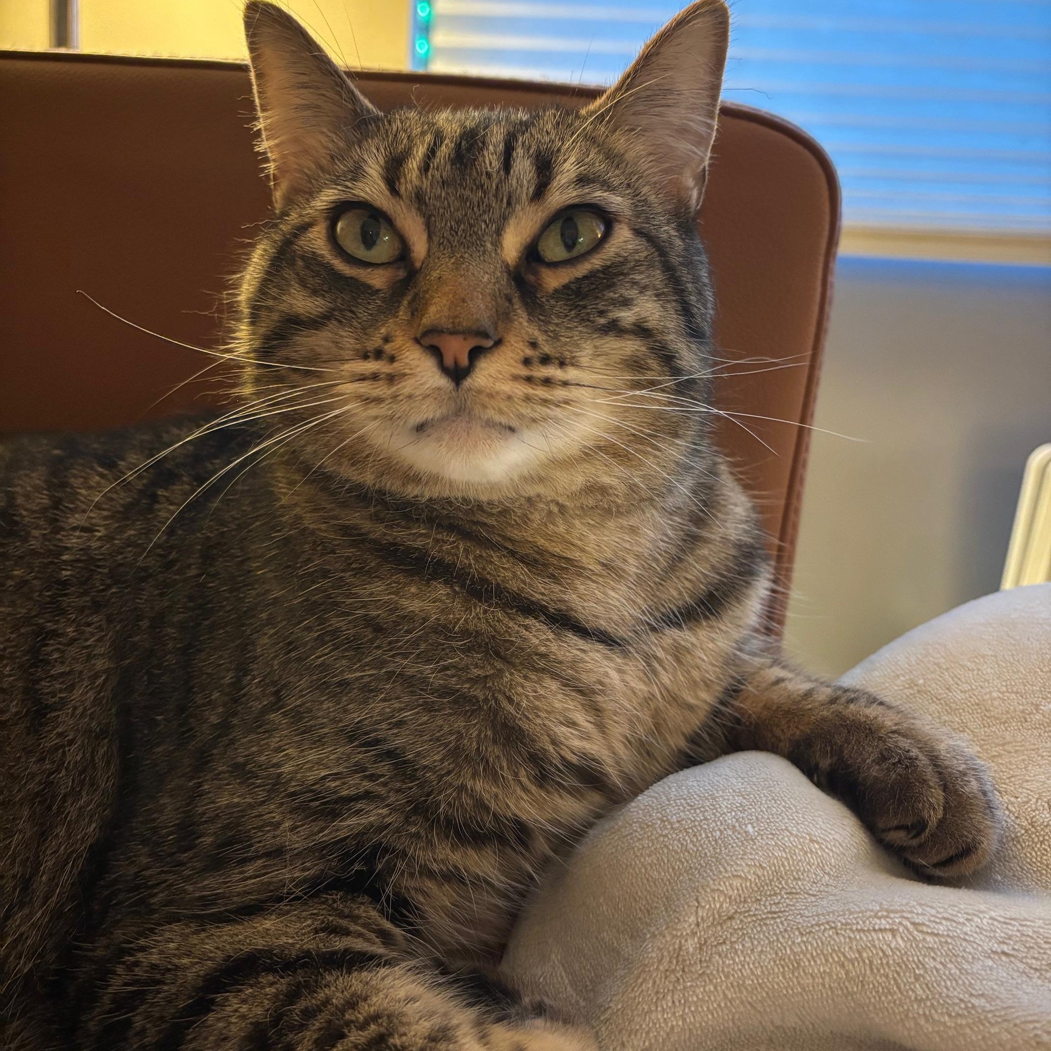 Tombo, a Adoptable mixed breed in San Francisco, CA image 5/6