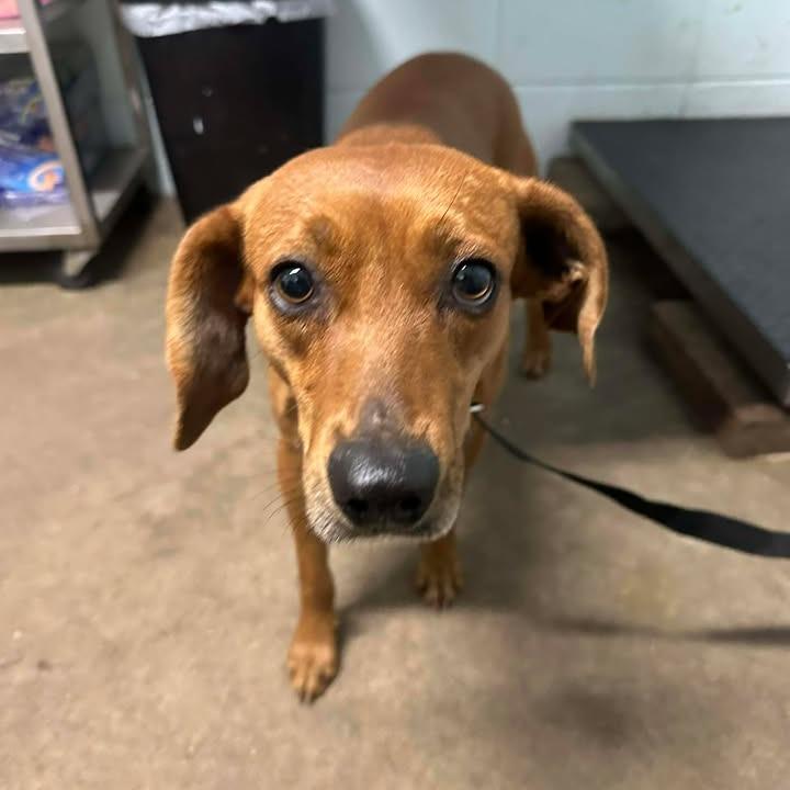 Jezebelle, a Adoptable Black Mouth Cur in Beaumont, TX image 1/6