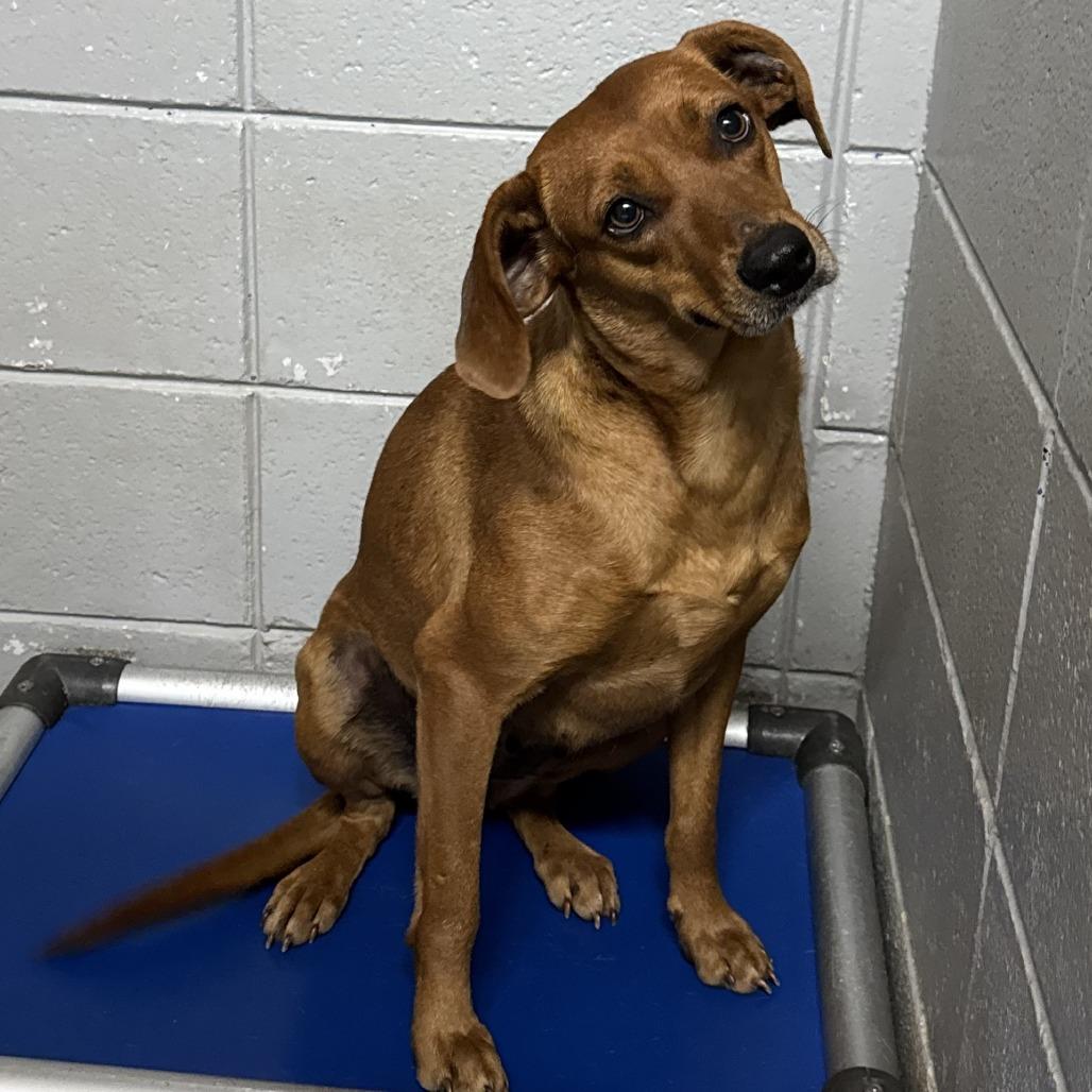 Jezebelle, a Adoptable Black Mouth Cur in Beaumont, TX image 2/6