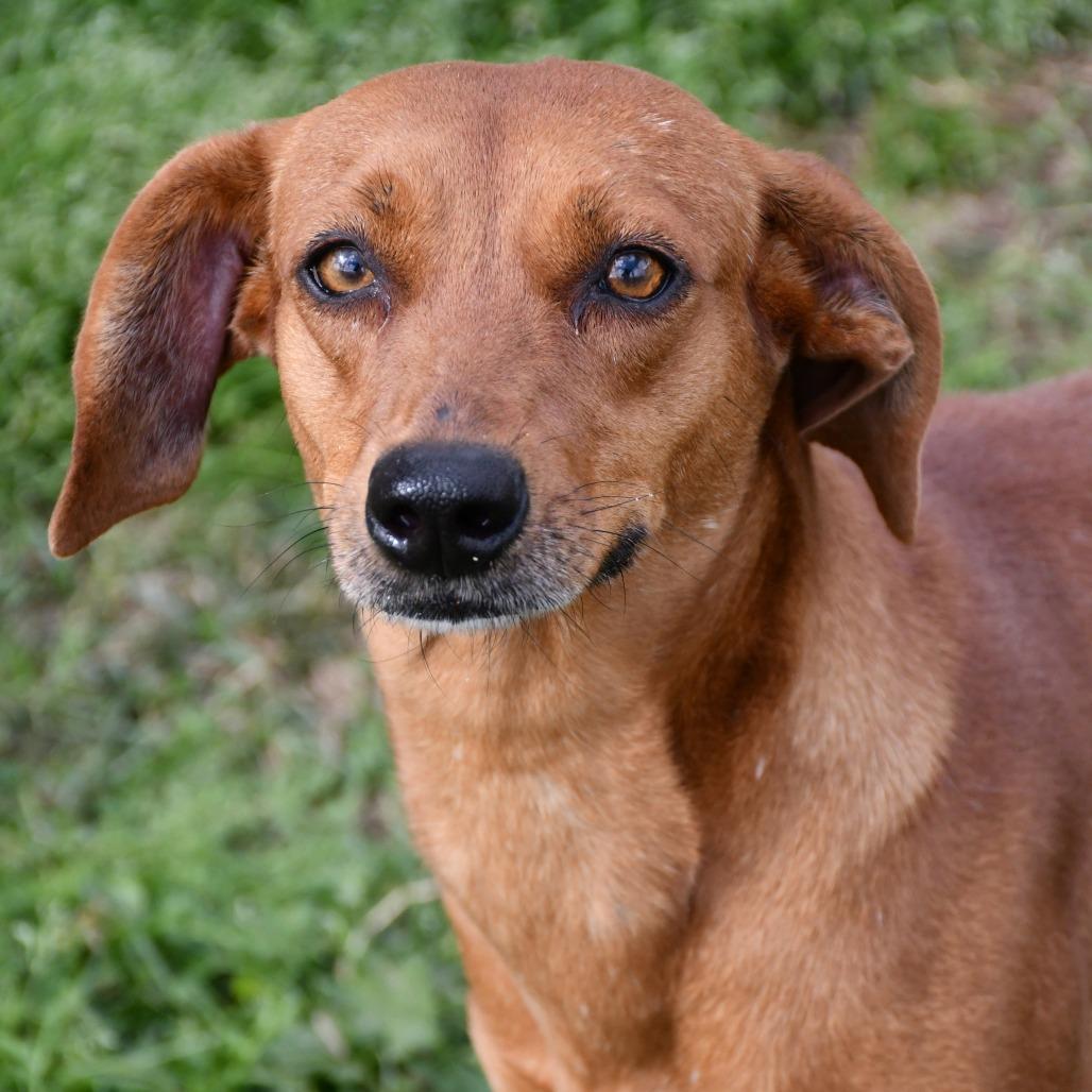 Jezebelle, a Adoptable Black Mouth Cur in Beaumont, TX image 3/6