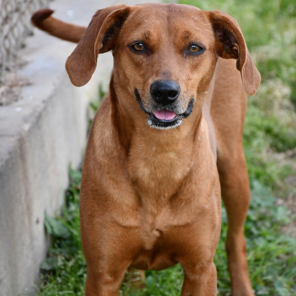Jezebelle, a Adoptable Black Mouth Cur in Beaumont, TX image 4/6