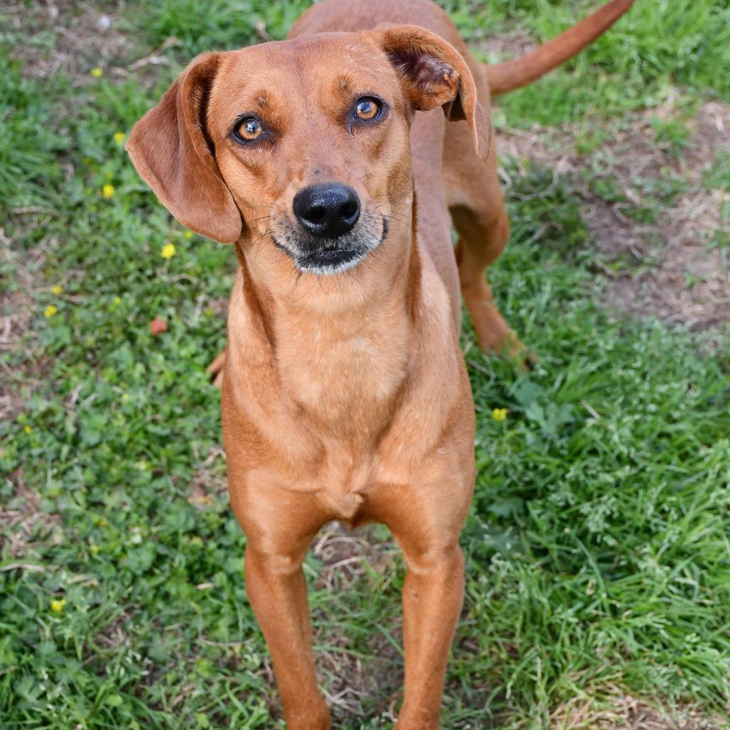 Jezebelle, a Adoptable Black Mouth Cur in Beaumont, TX image 5/6