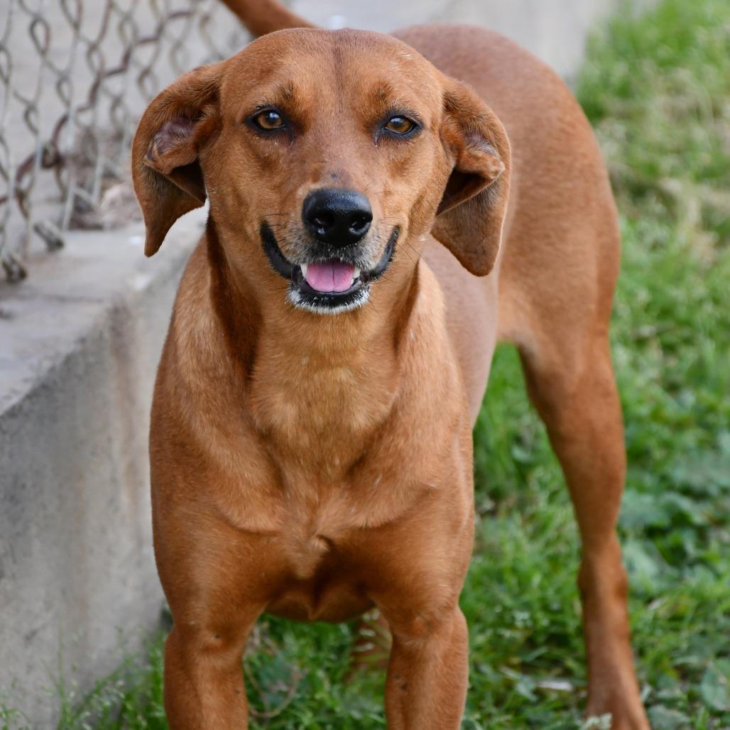 Jezebelle, a Adoptable Black Mouth Cur in Beaumont, TX image 6/6