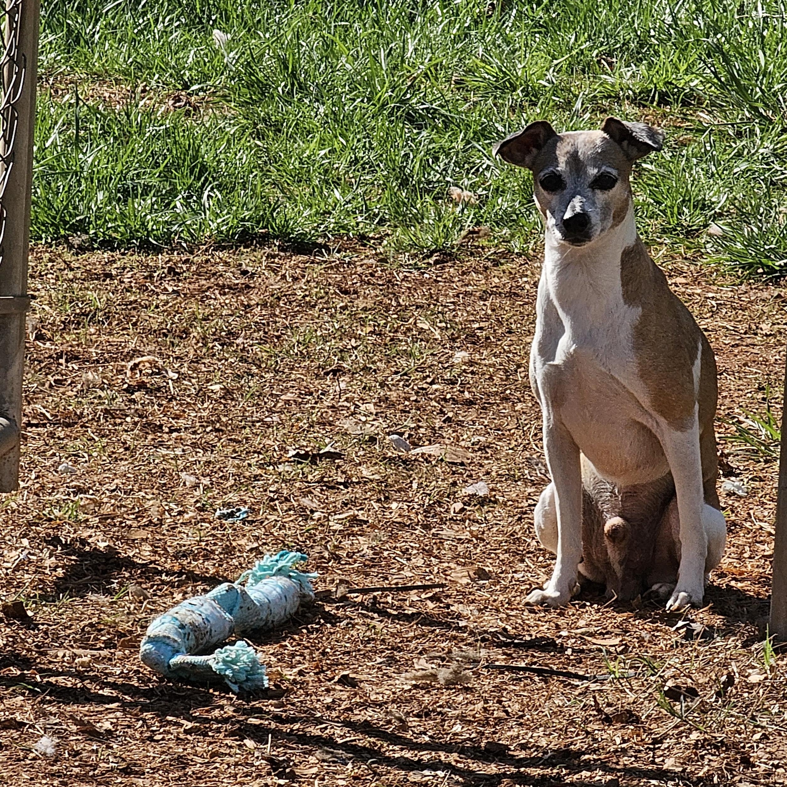 Enlarge Toast, a ADOPTABLE Whippet in Chesnee, SC image 4/5