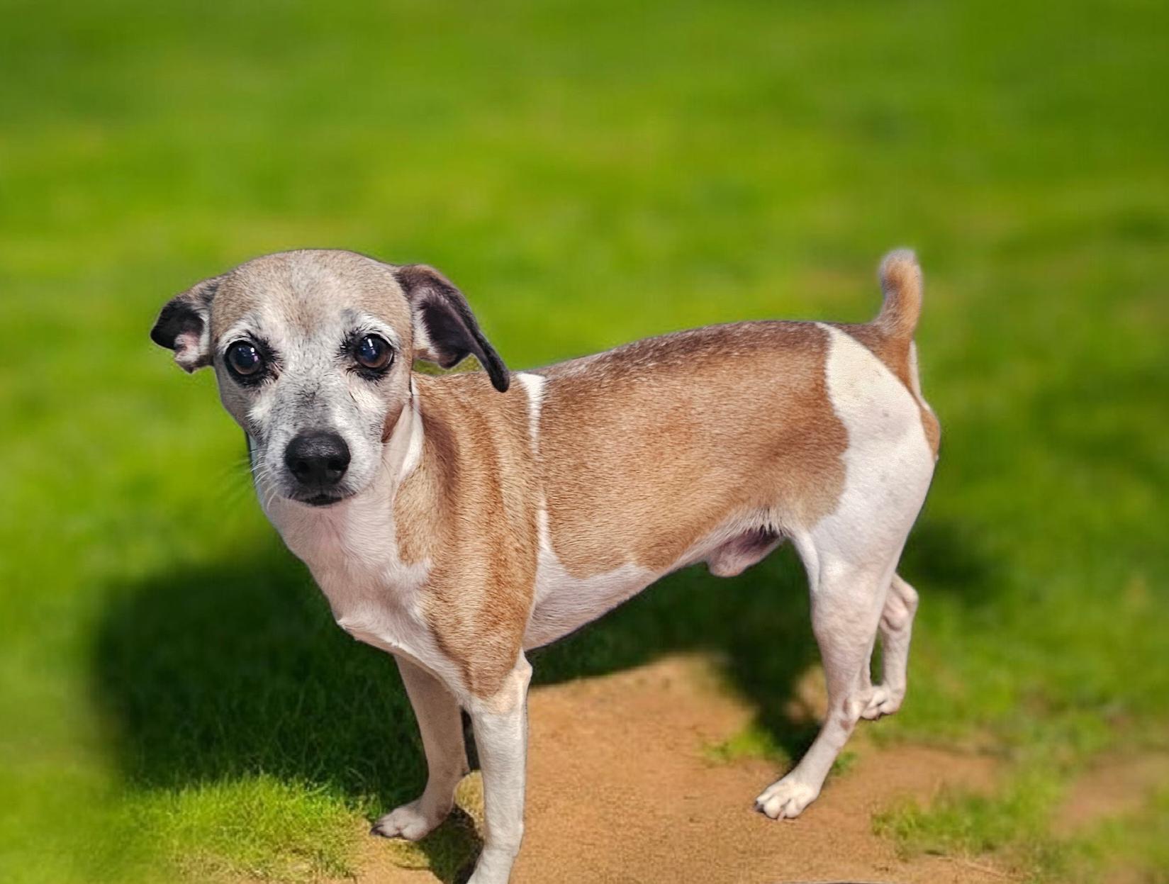 Toast, ADOPTABLE, Adult Male Whippet.