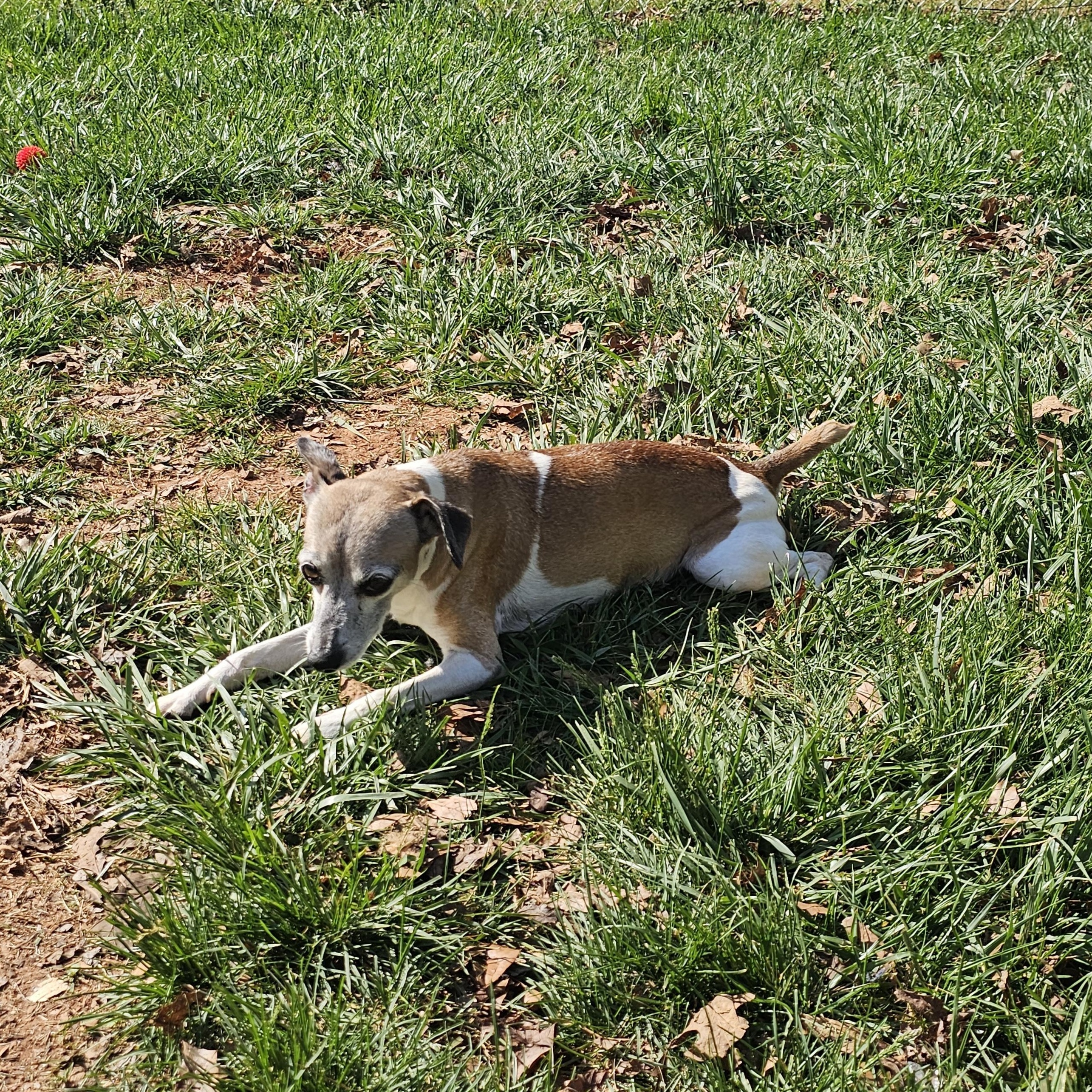 Enlarge Toast, a ADOPTABLE Whippet in Chesnee, SC image 3/5