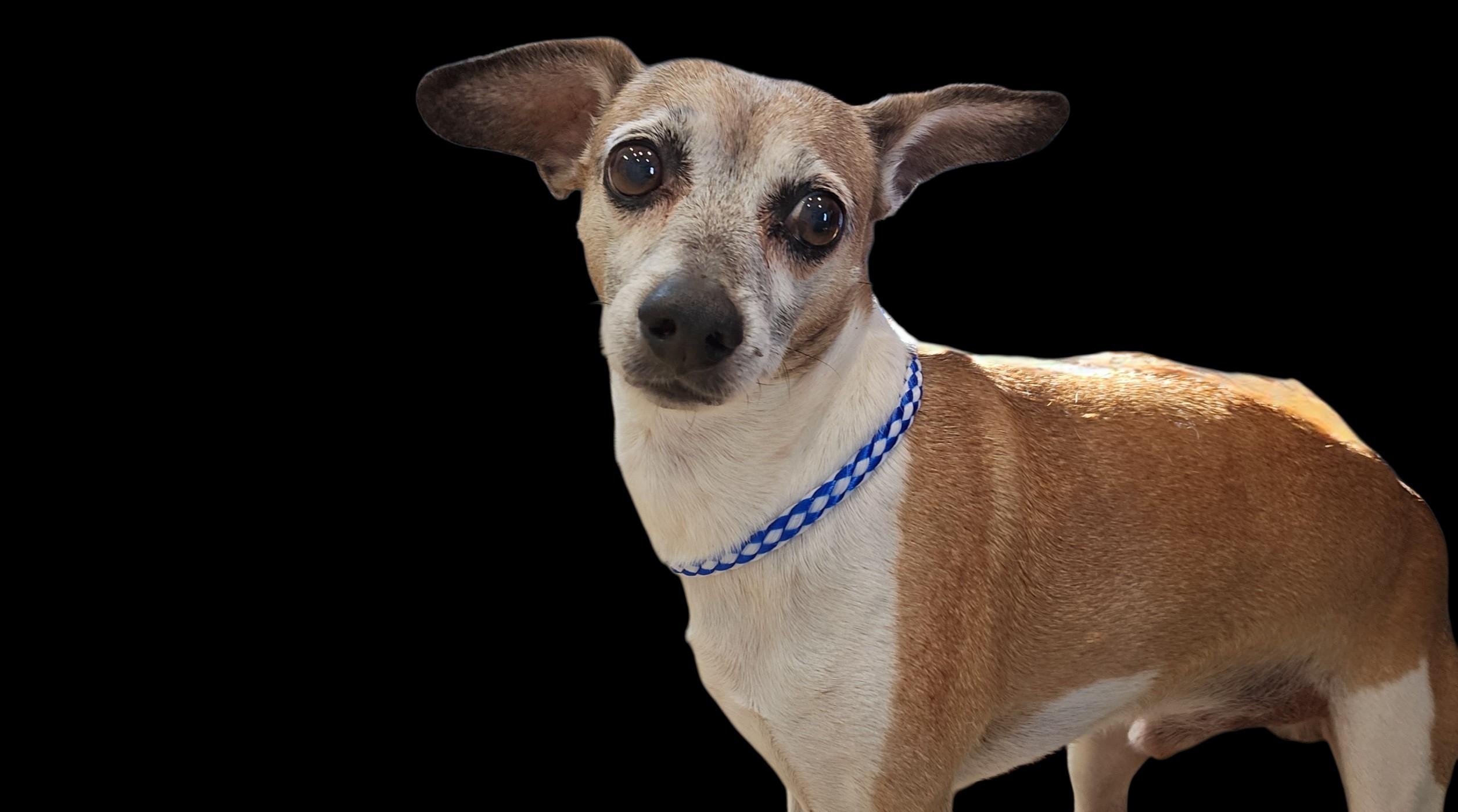 Enlarge Toast, a ADOPTABLE Whippet in Chesnee, SC image 5/5