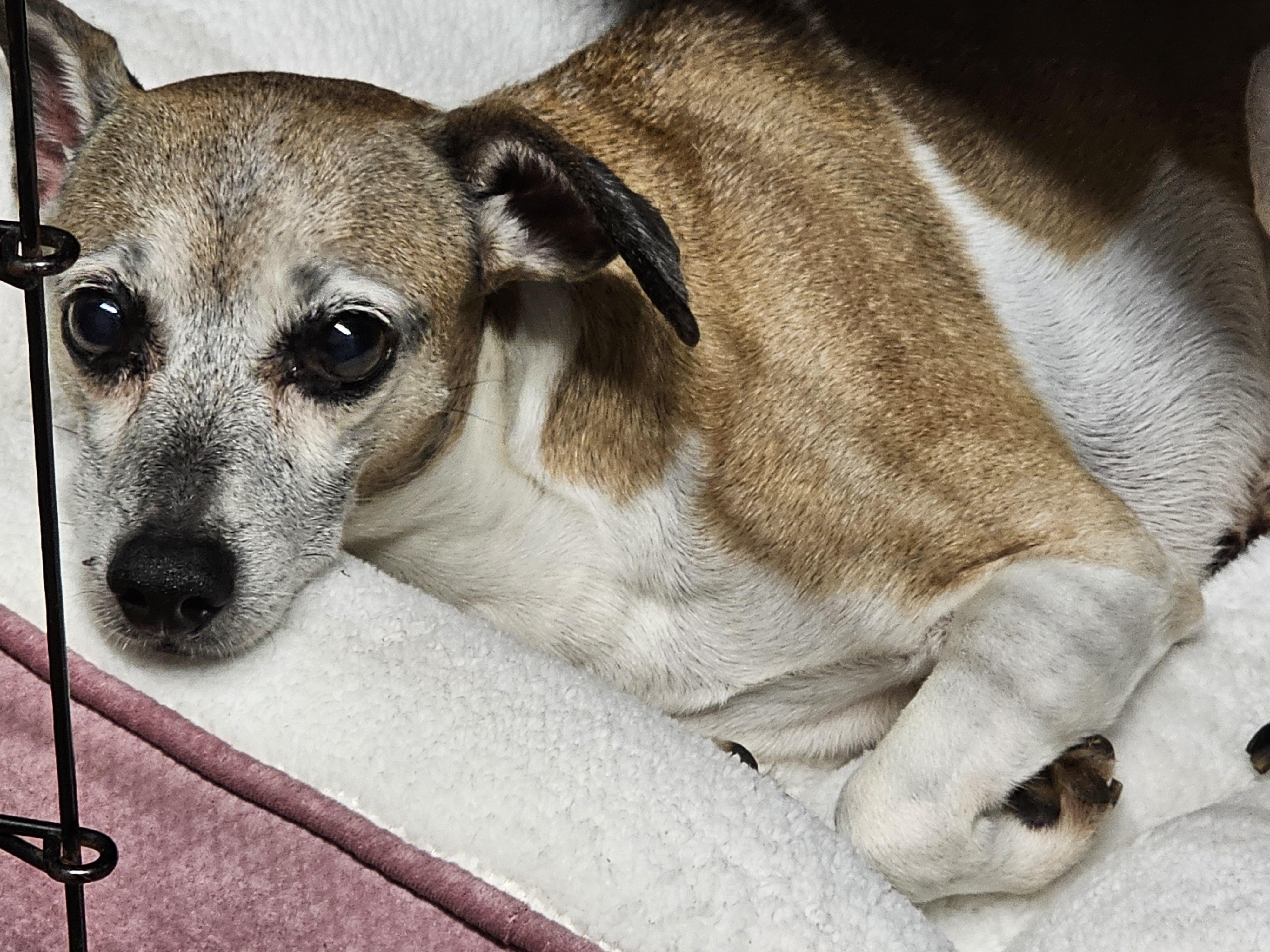 Enlarge Toast, a ADOPTABLE Whippet in Chesnee, SC image 2/5