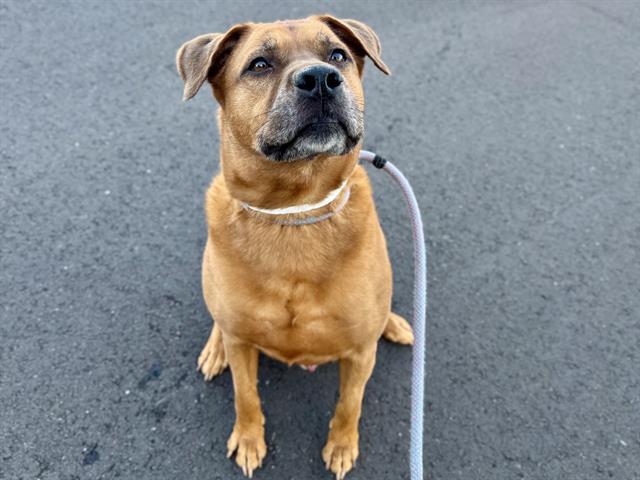 CHASE, Adoptable, Adult Male German Shepherd Dog & Mixed Breed.