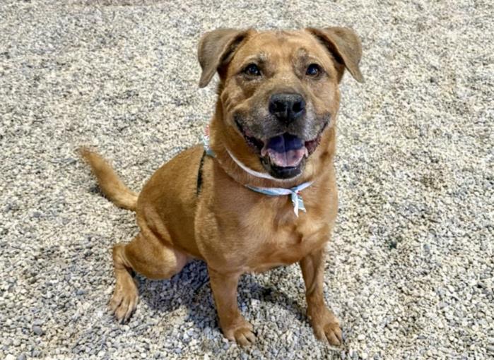 CHASE, Adoptable, Adult Male German Shepherd Dog & Mixed Breed.