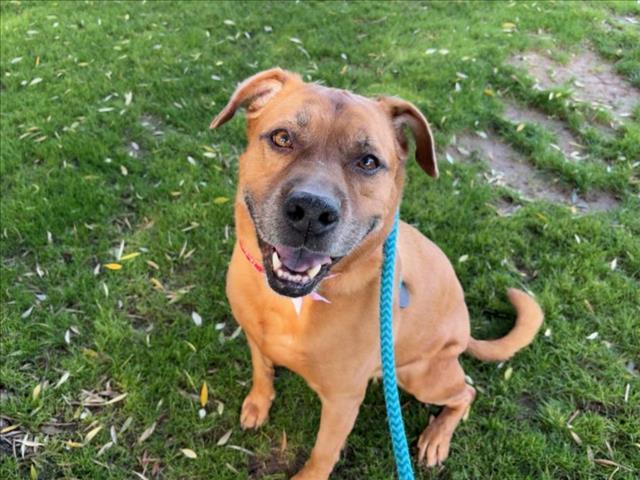 CHASE, Adoptable, Adult Male German Shepherd Dog & Mixed Breed.