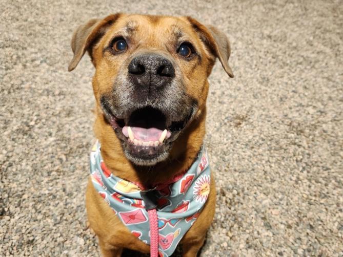 CHASE, Adoptable, Adult Male German Shepherd Dog & Mixed Breed.