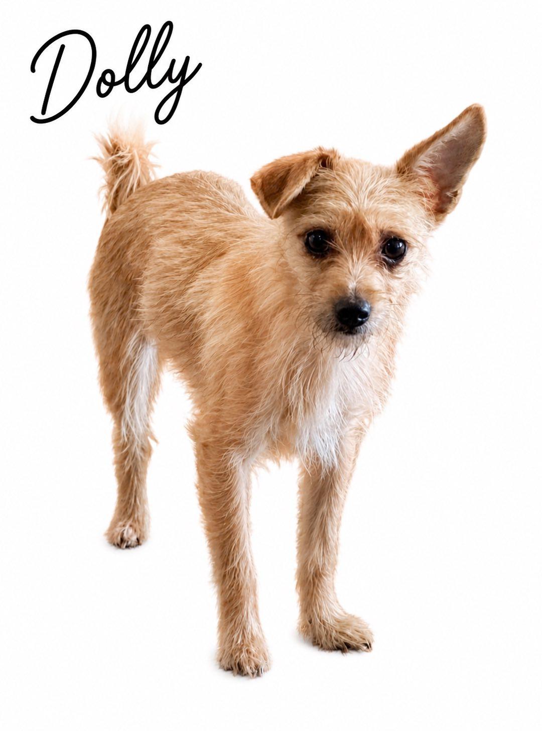 Enlarge Dolly, an adopted Chihuahua in SYLVANIA, GA image 1/1