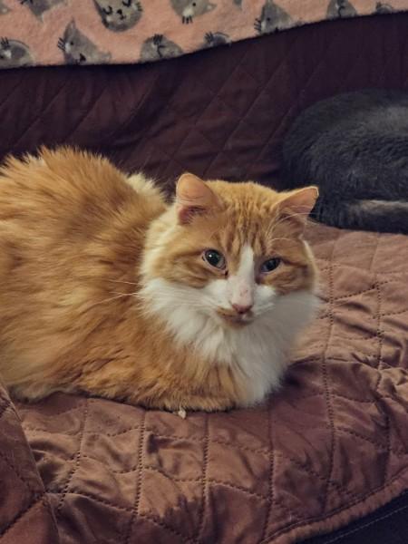 Garfield