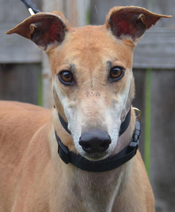 Pancake, Adoptable, Adult Male Greyhound.