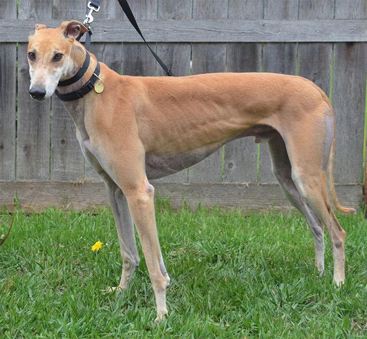 Enlarge Pancake, a Adoptable Greyhound in Minneapolis, MN image 2/3