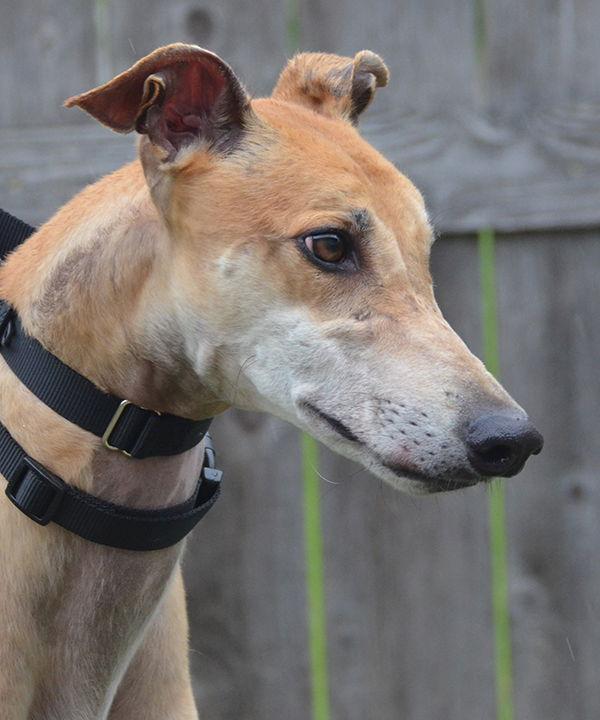 Enlarge Pancake, a Adoptable Greyhound in Minneapolis, MN image 3/3