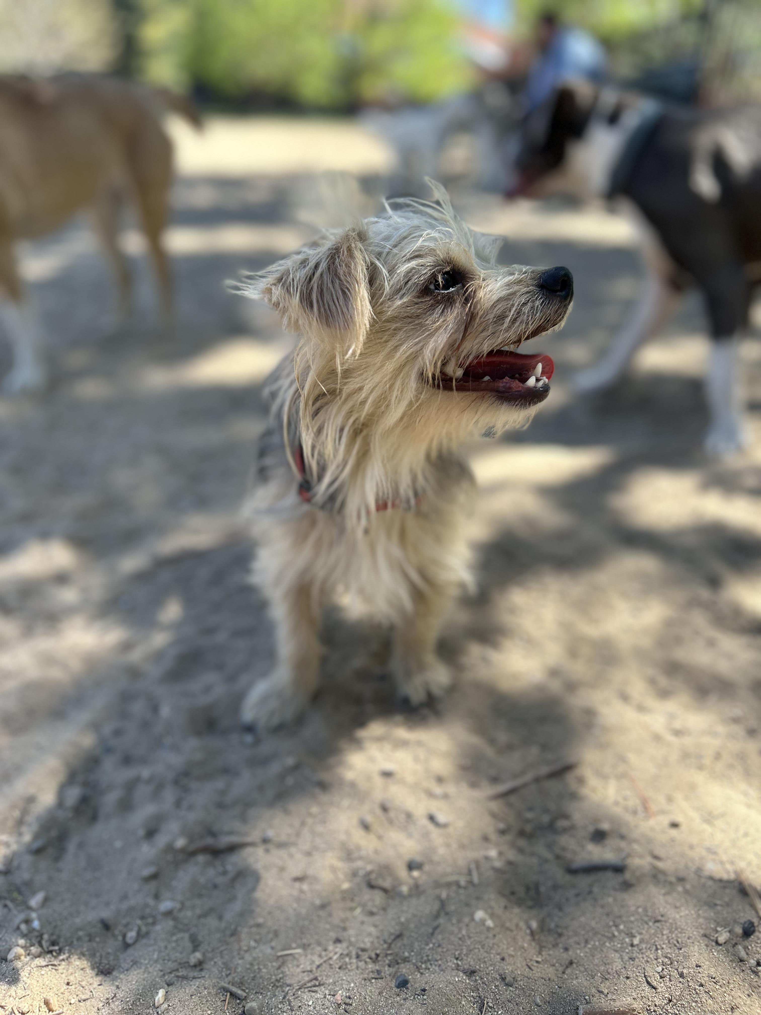 Enlarge Nicolas, an adopted mixed breed in Denver, CO image 4/6