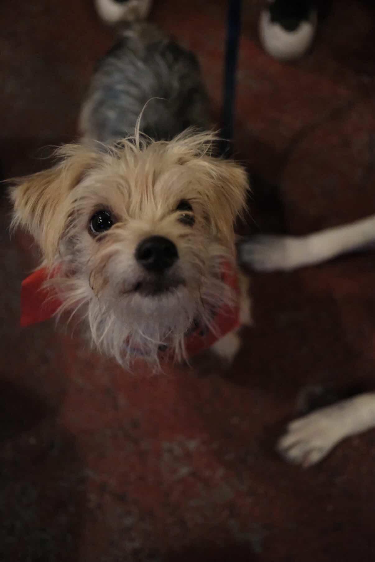 Enlarge Nicolas, an adopted mixed breed in Denver, CO image 5/6