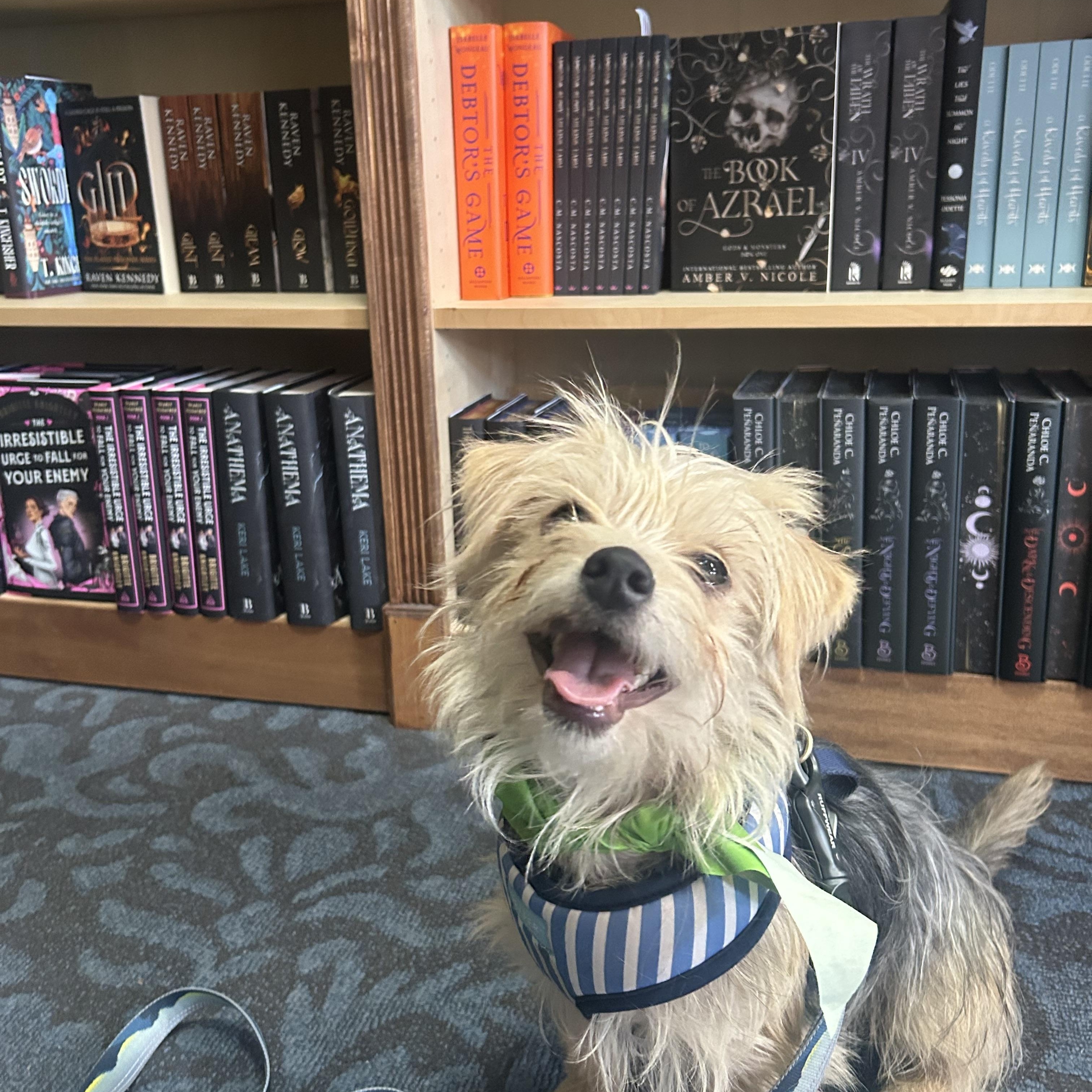 Enlarge Nicolas, an adopted mixed breed in Denver, CO image 2/6