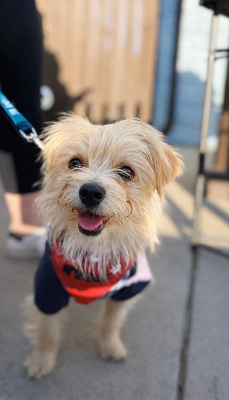 Nicolas, adopted, Young Male Yorkshire Terrier & Mixed Breed.