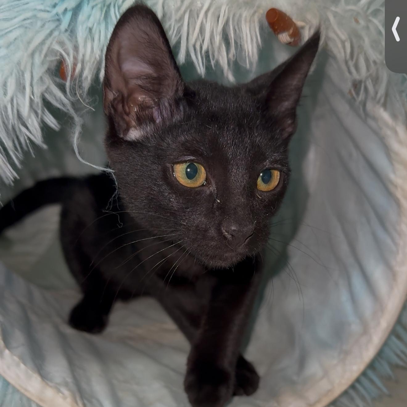 Enlarge Abra, a Adoptable mixed breed in Providence, RI image 1/4