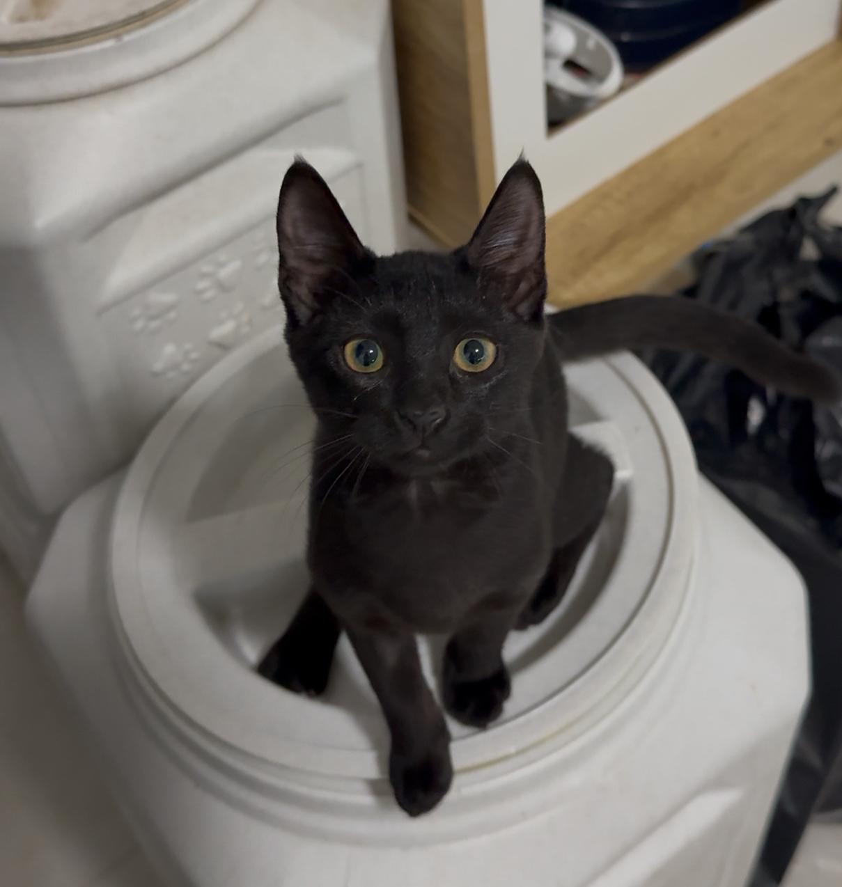 Enlarge Abra, a Adoptable mixed breed in Providence, RI image 2/4