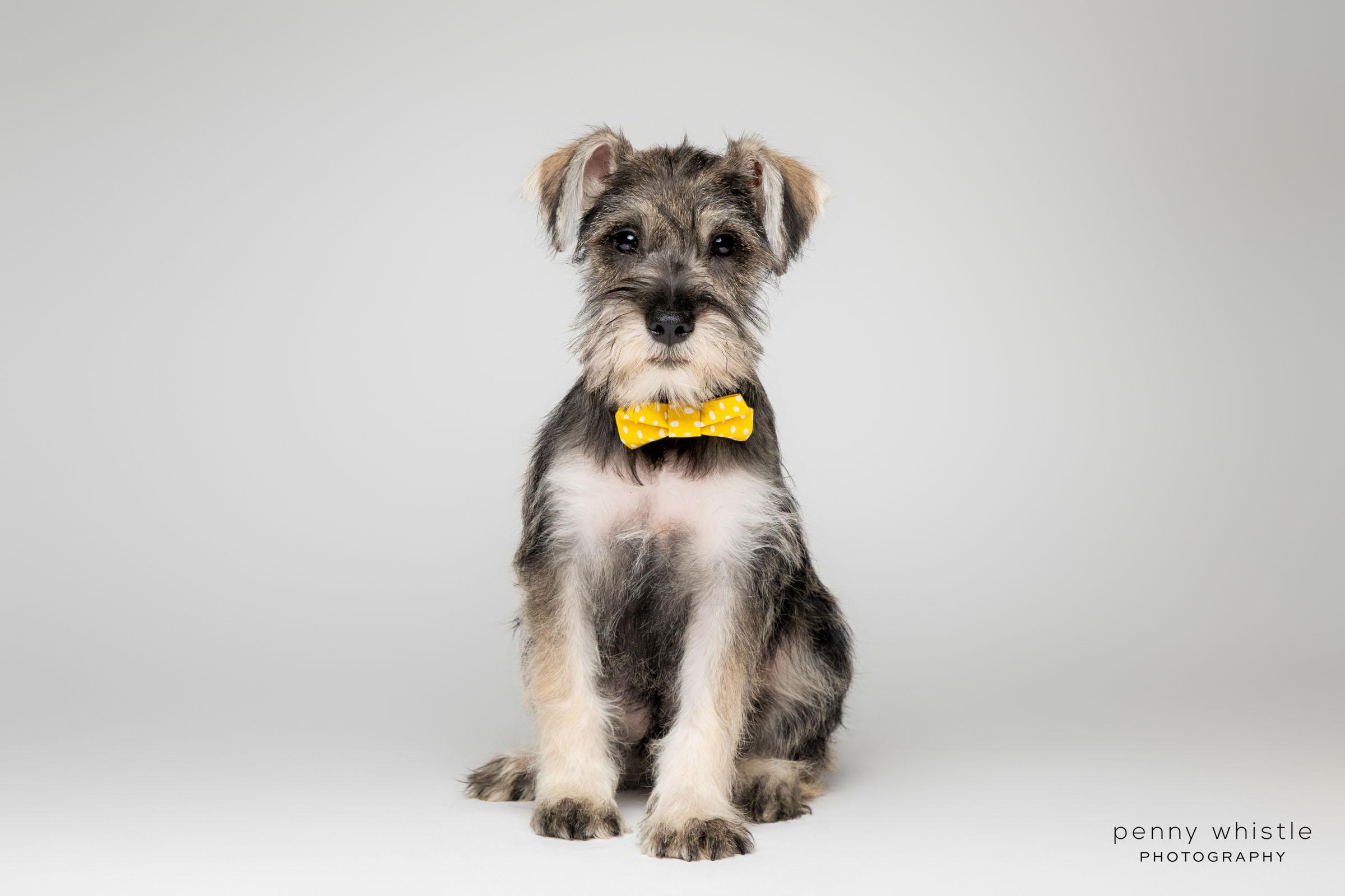 Enlarge Keith Urban, a Adopted mixed breed in Coppell, TX image 1/4