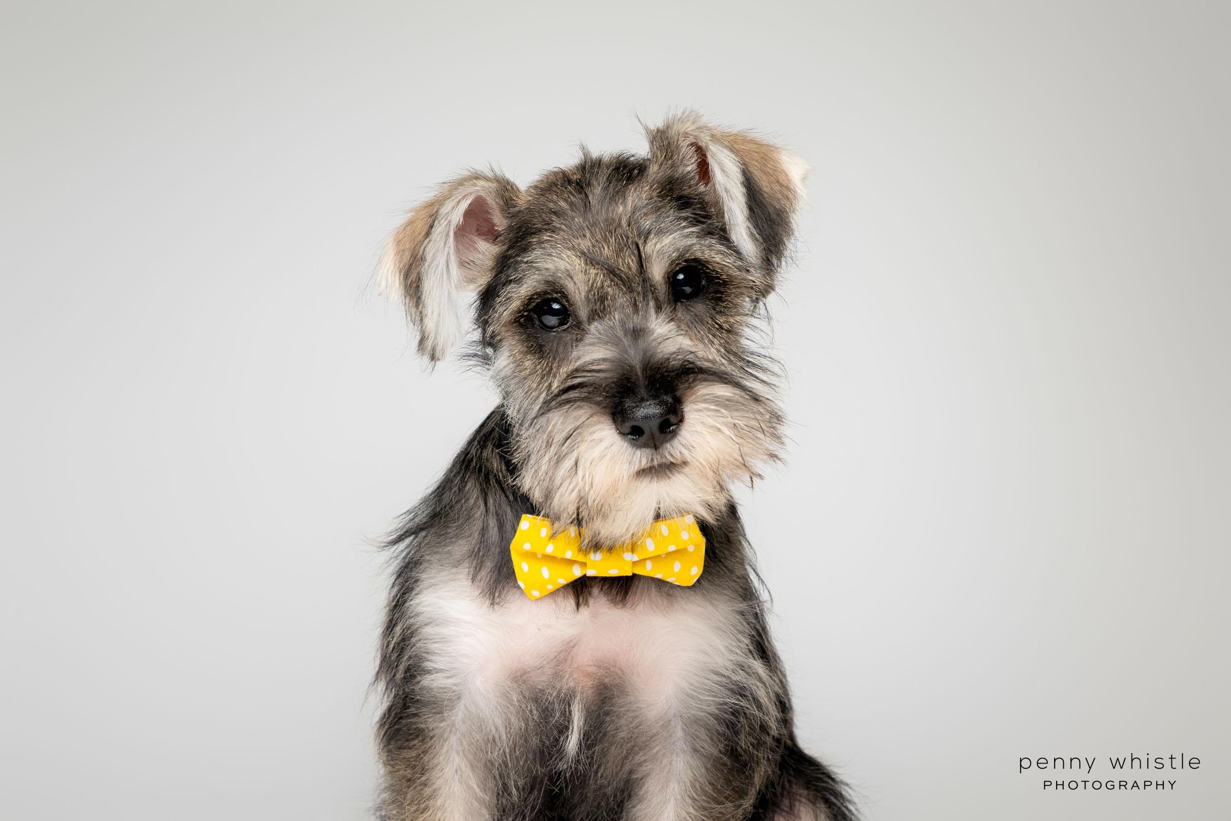 Enlarge Keith Urban, a Adopted mixed breed in Coppell, TX image 2/4