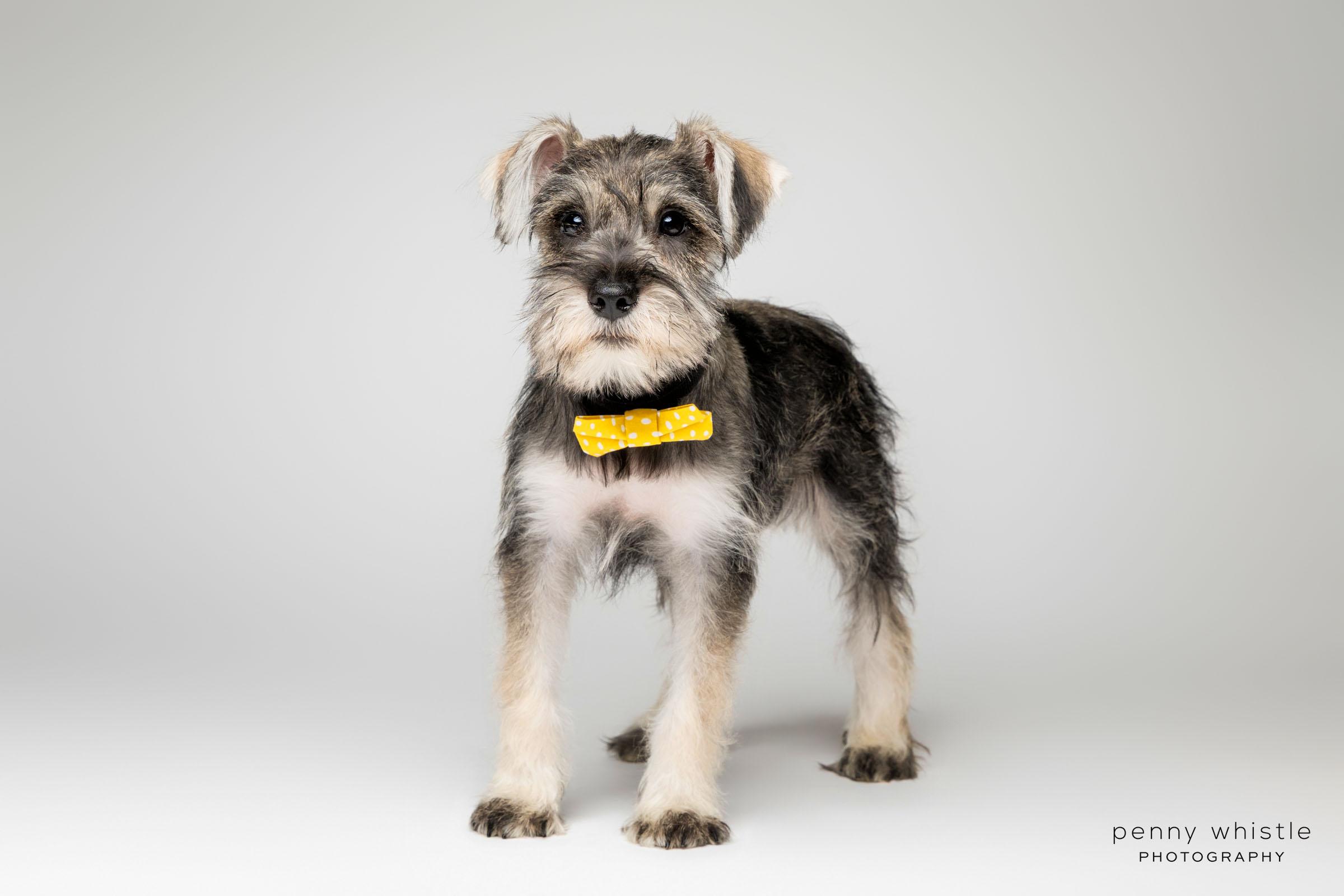 Enlarge Keith Urban, a Adopted mixed breed in Coppell, TX image 3/4