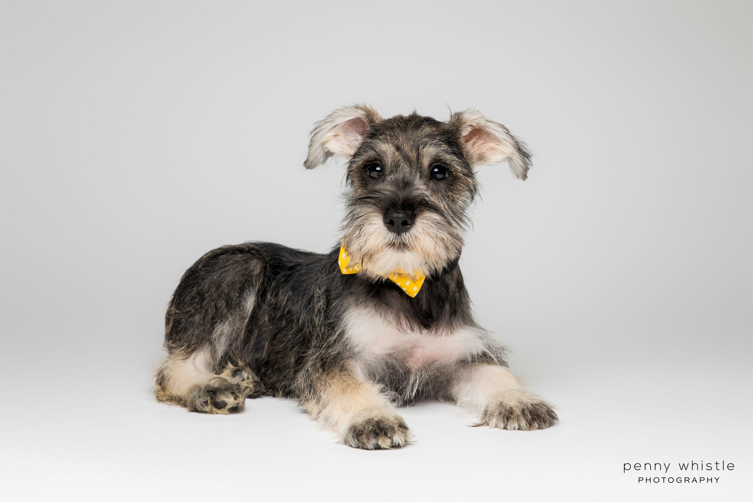 Enlarge Keith Urban, a Adopted mixed breed in Coppell, TX image 4/4