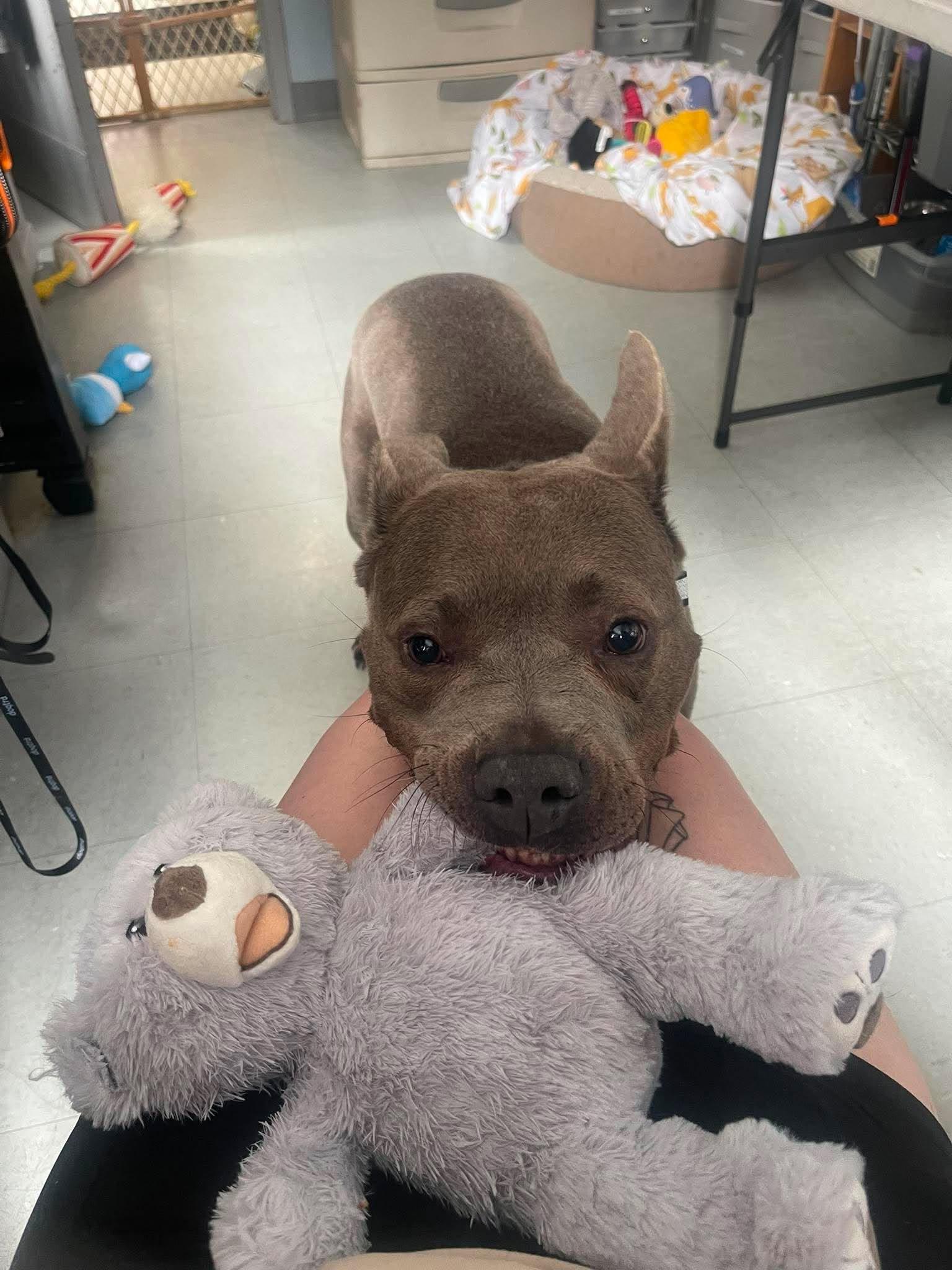 Enlarge Bluey, a Adoptable mixed breed in Middlebury, CT image 3/4