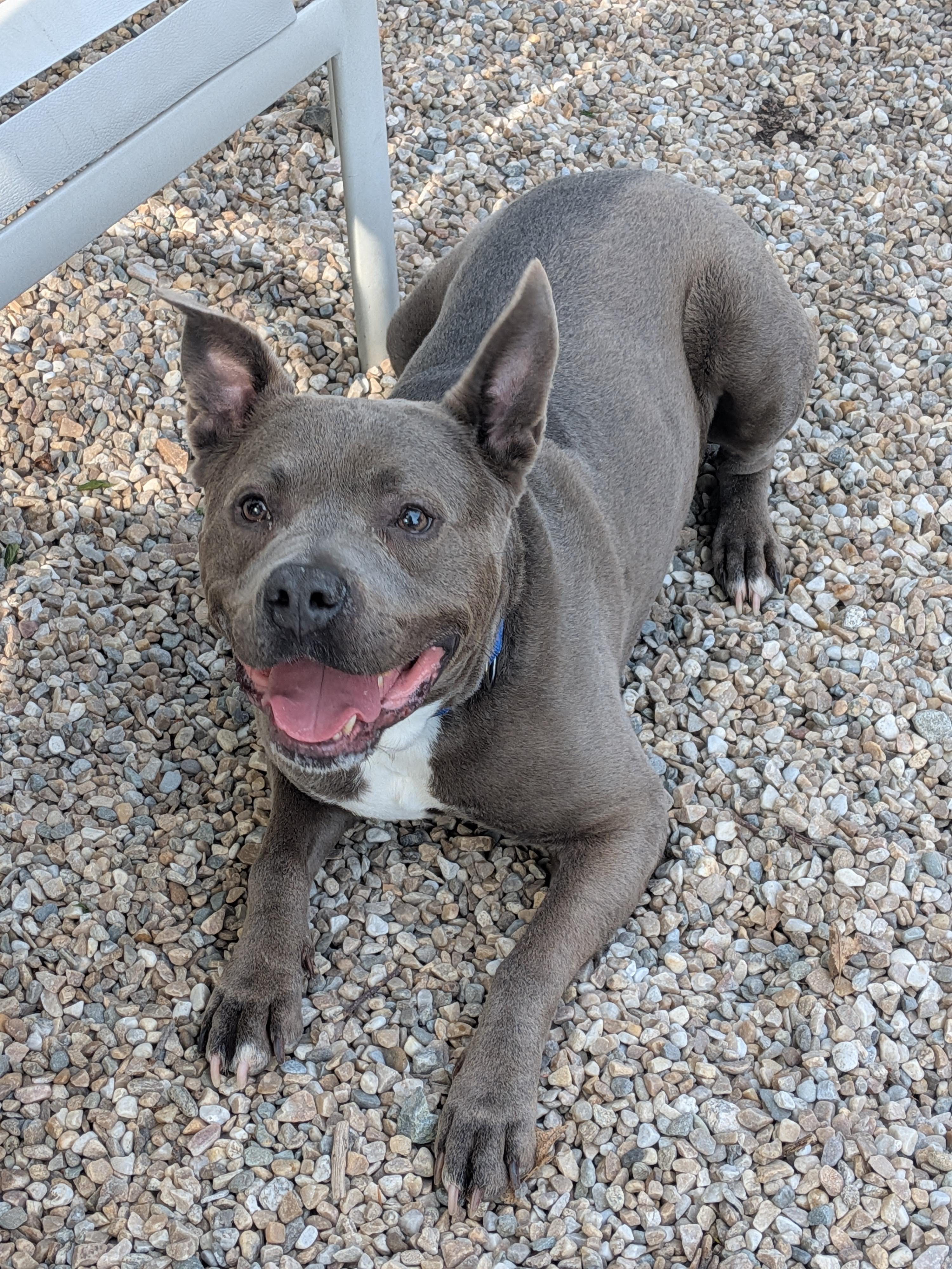 Enlarge Bluey, a Adoptable mixed breed in Middlebury, CT image 2/4